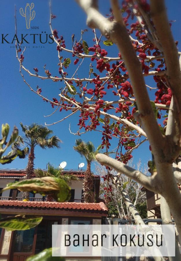 Hotel Kaktues Boutique