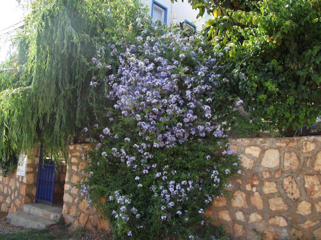 Guest house Miramar 4*