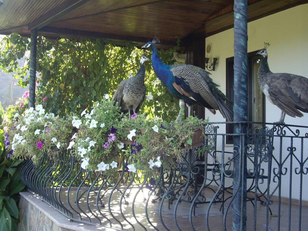 Hemerans Anatolia Guest house Cirali