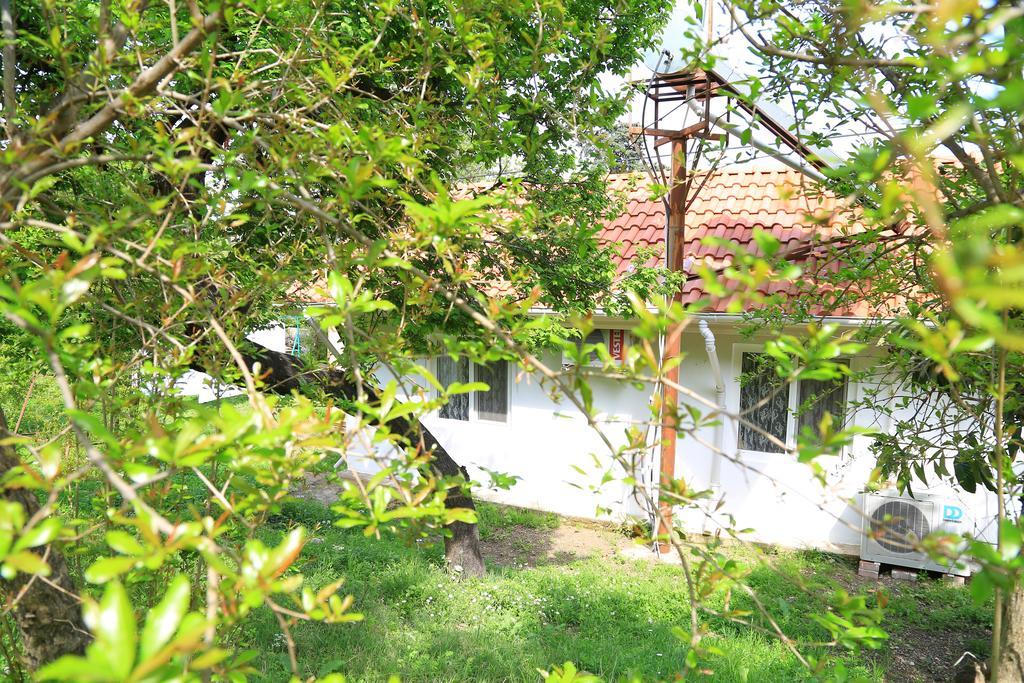 Zeytin Cirali