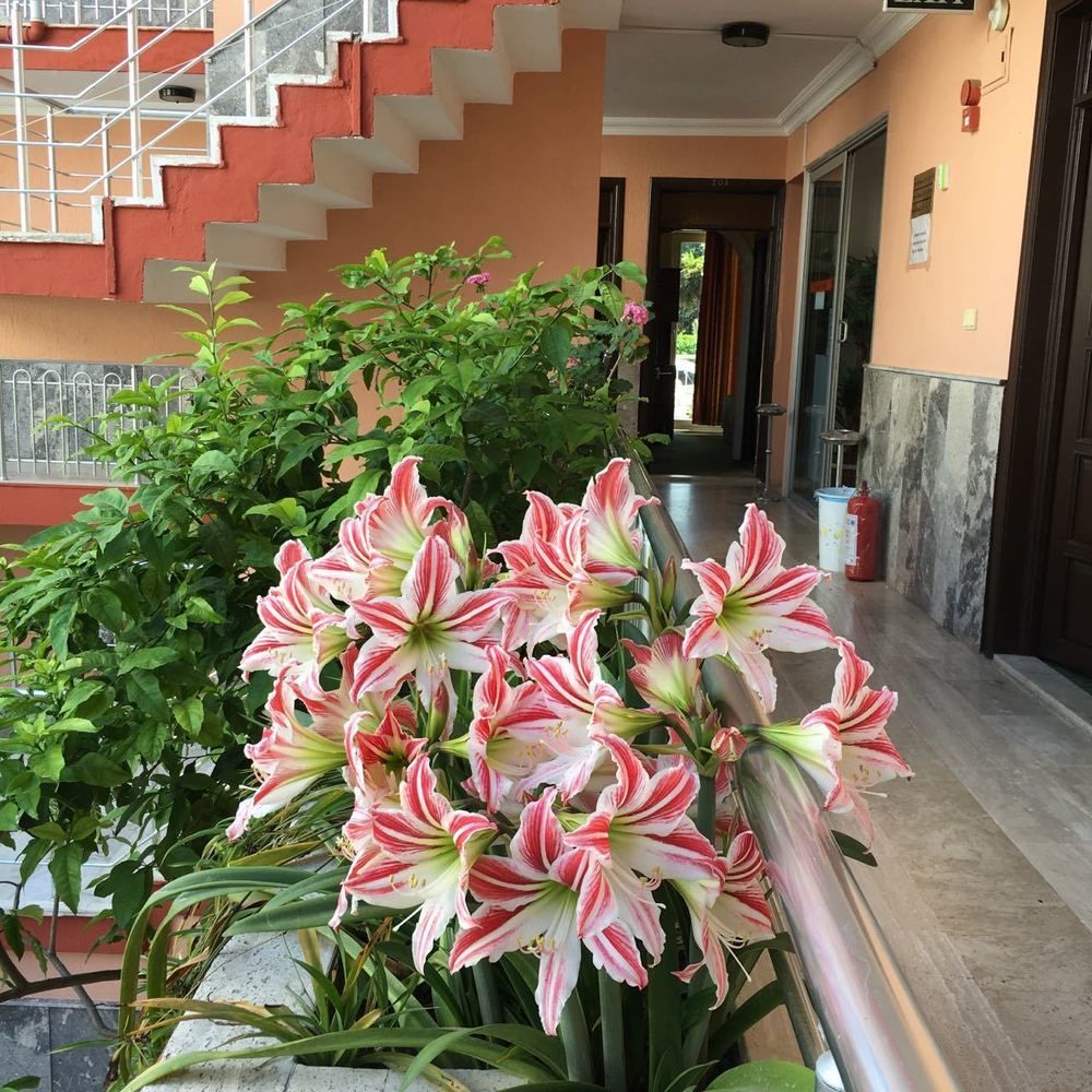 Hotel Paradise
